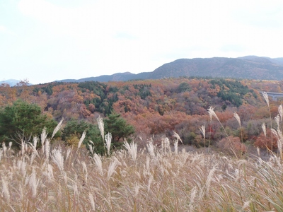泉水グリーンロードの秋色3.jpg