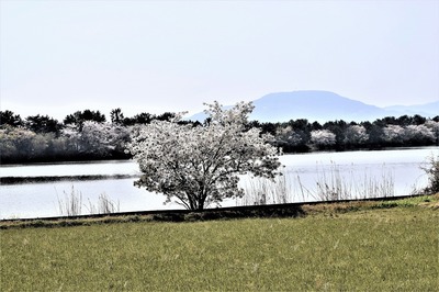 波の橋立の桜1.jpg