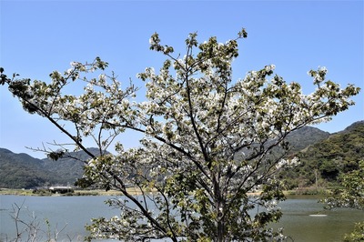 波の橋立の桜2.jpg