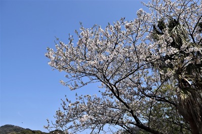 波の橋立の桜4.jpg