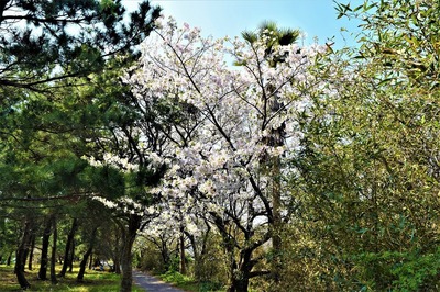 波の橋立の桜5.jpg