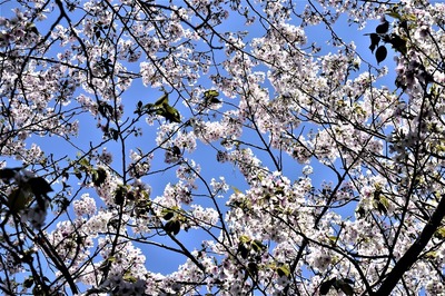 波の橋立の桜6.jpg