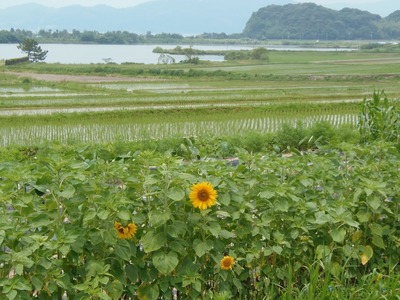 波の橋立・青海湖・ひまわり.jpg