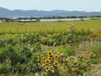 波の橋立・青海湖・棚田・季節の花.jpg