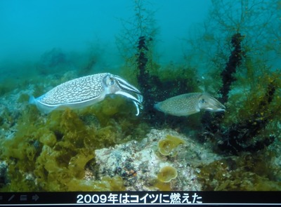 海中写真4.jpg