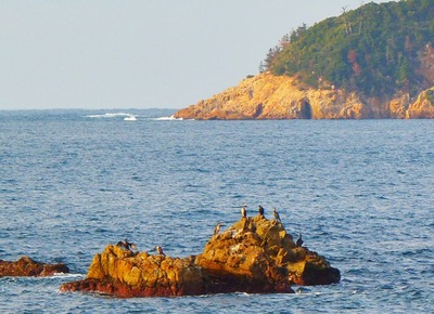 海鳥.jpg