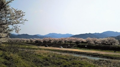 深川土手の満開の桜1.jpg