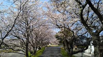 深川土手の満開の桜3.jpg
