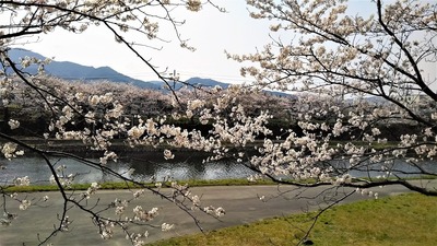 深川土手の満開の桜4.jpg