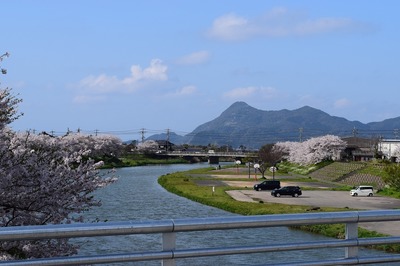 深川河川公園の桜3.jpg
