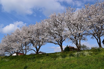 深川河川公園の桜4.jpg