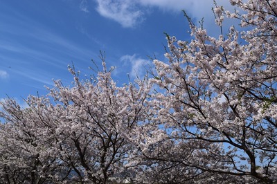 深川河川公園の桜5.jpg