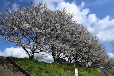 深川河川公園の桜6.jpg