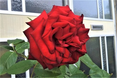 深紅の薔薇1.jpg