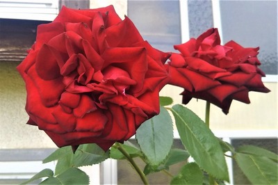 深紅の薔薇2.jpg