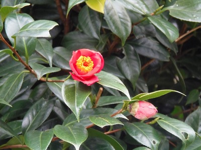 渡辺さんの季節の花.jpg