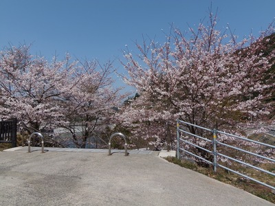湯免ダムの桜1.jpg
