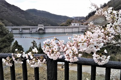 湯免ダムの桜2.jpg
