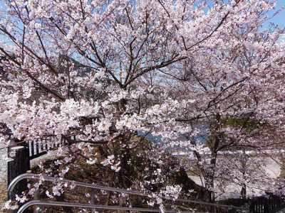 湯免ダムの桜2.jpg