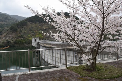 湯免ダムの桜3.jpg