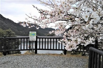 湯免ダムの桜3.jpg