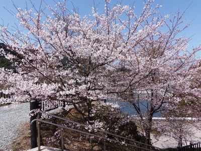 湯免ダムの桜3.jpg