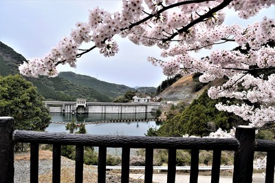湯免ダムの桜4.jpg