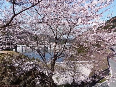 湯免ダムの桜4.jpg
