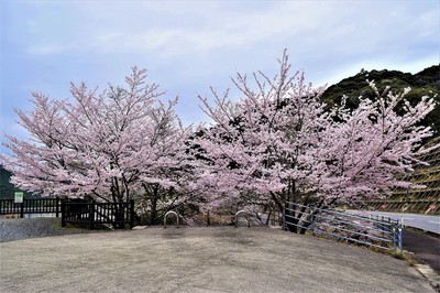 湯免ダムの桜6.jpg