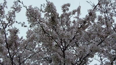 満開の桜.jpg