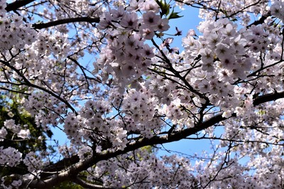 満開の桜.jpg