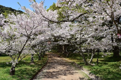 満開の桜1.jpg