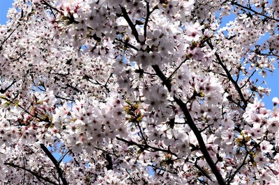 満開の桜2.jpg