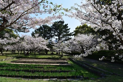 満開の桜2.jpg