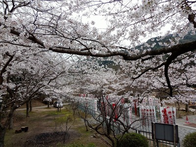 満開の桜2.jpg