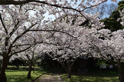 満開の桜3.jpg