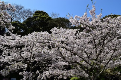 満開の桜4.jpg