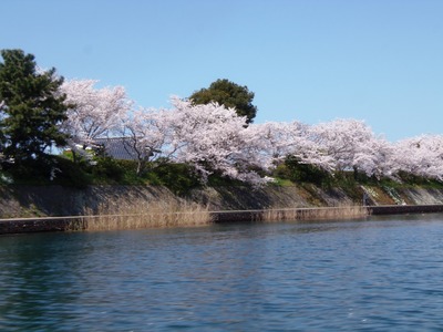 満開の桜4.jpg