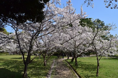 満開の桜5.jpg