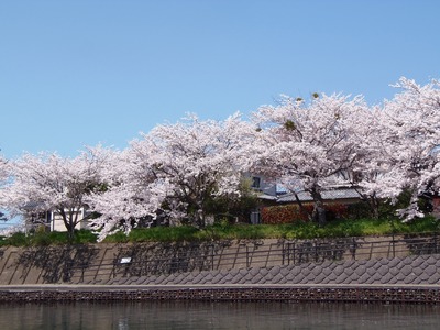 満開の桜5.jpg
