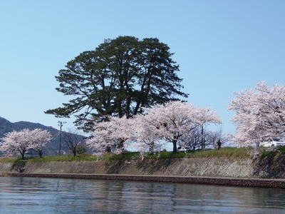 満開の桜6.jpg