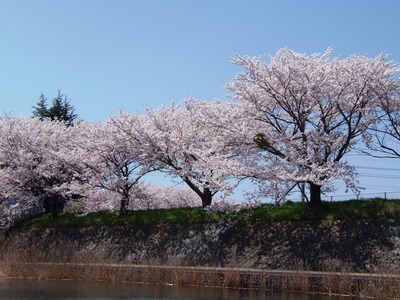 満開の桜8.jpg
