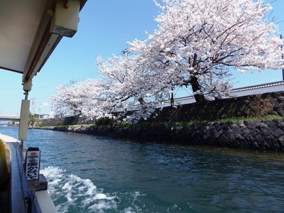 満開の桜9.jpg