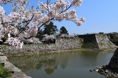満開の桜と城跡と内堀1.jpg