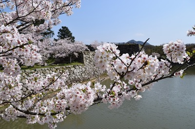 満開の桜と城跡と内堀2.jpg