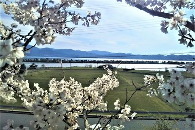 満開の桜と波の橋立4.4.6.JPG