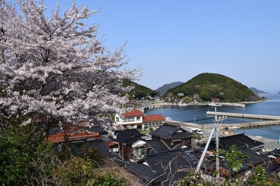 満開の桜と青い空と海2.jpg