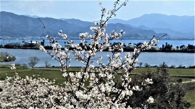 満開の桜と青海湖と波の橋立3.3.25.jpg