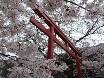 満開の桜と鳥居.jpg