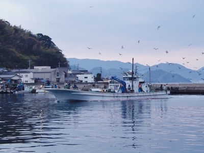 漁船と海鳥.jpg